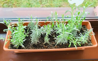 Rast lavande – mali trud, velika radost